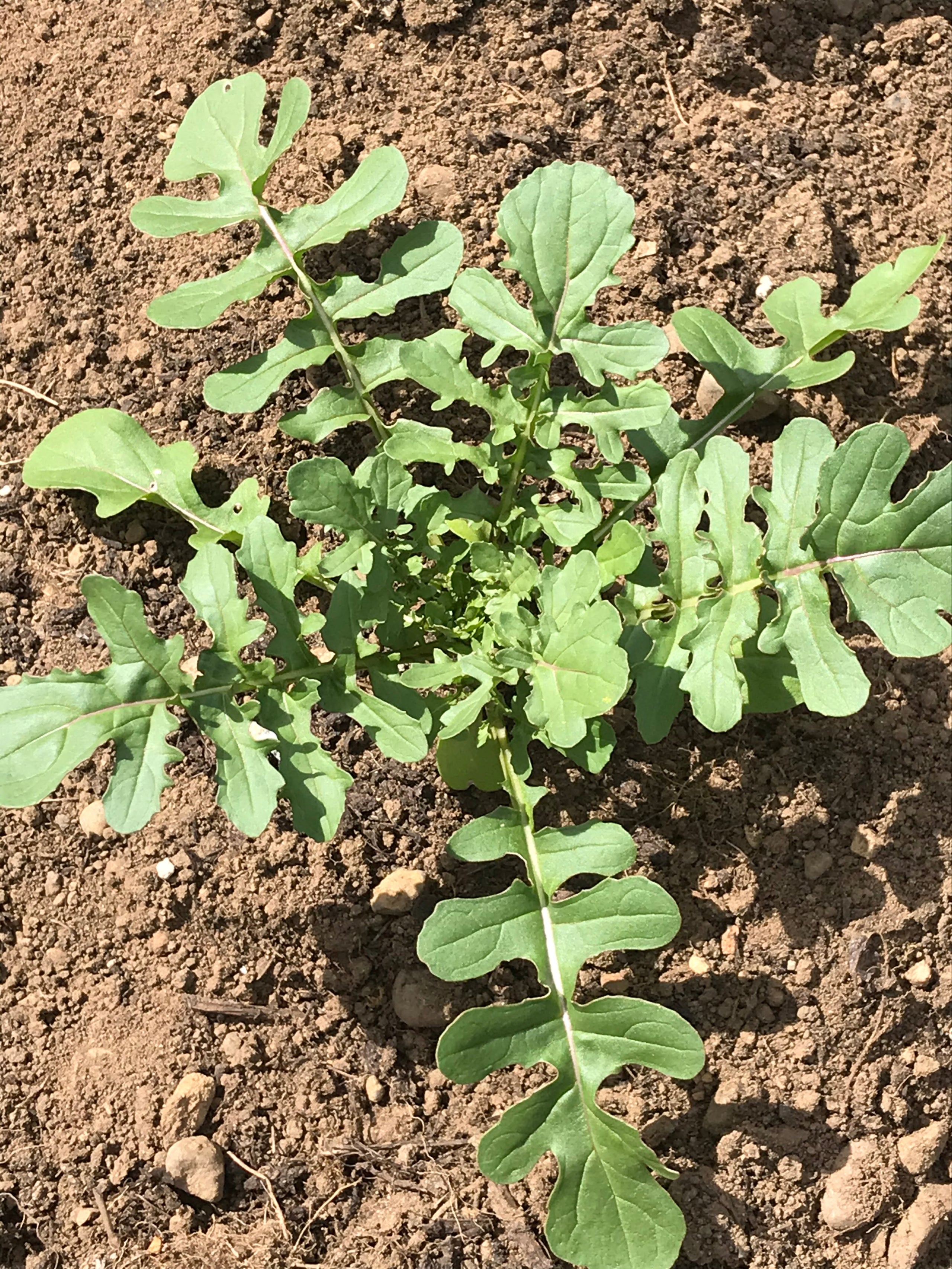 Thimbleberry Farm